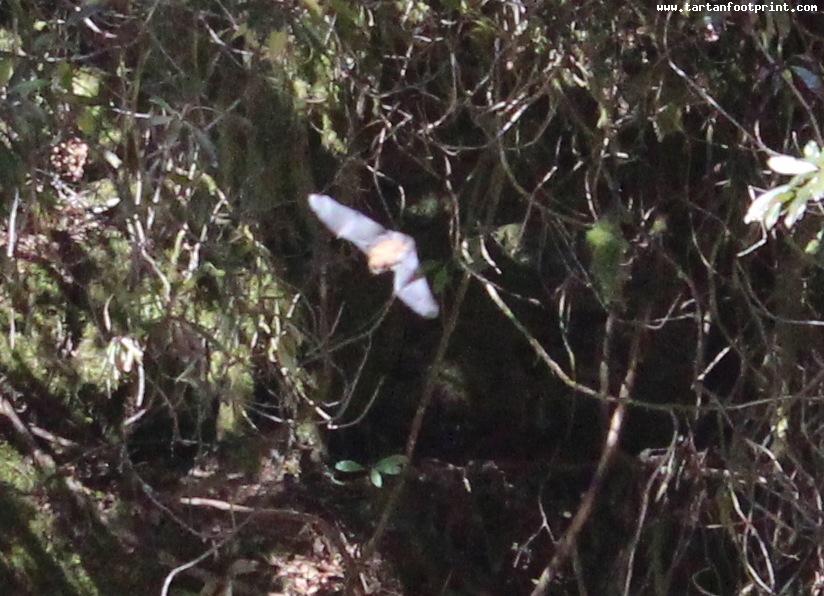 Bats at Dunans Castle