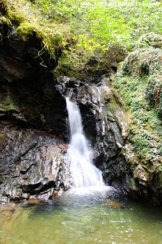 Puck's Glen, Cowal