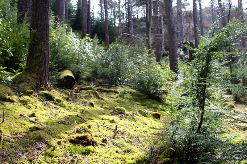 Puck's Glen, Cowal