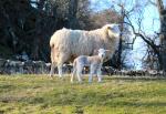 Newborn Lambs at St Blane's, Bute