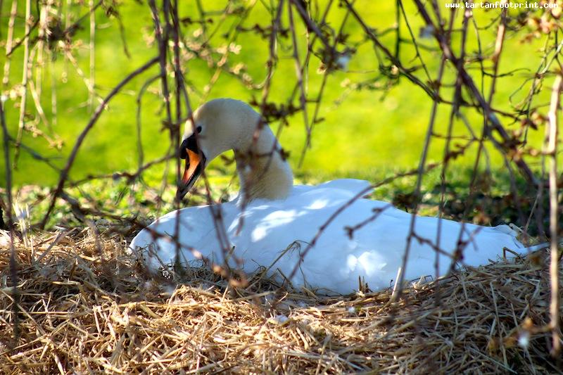 Nesting Swan at Rothsay Castle