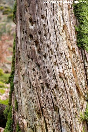 Woodpecker marks in Ardentinny Forest