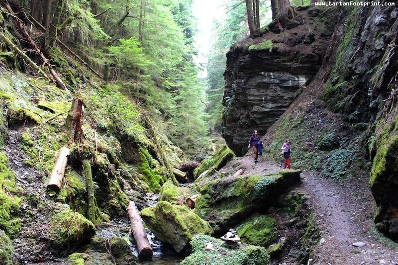 Puck's Glen, Cowal