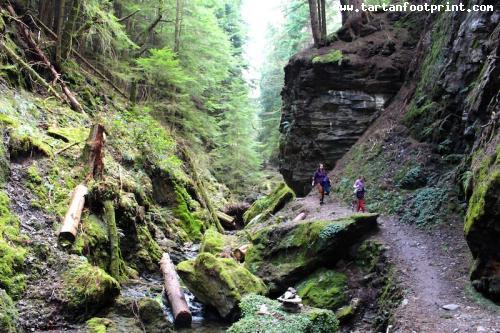 Puck's Glen, Cowal