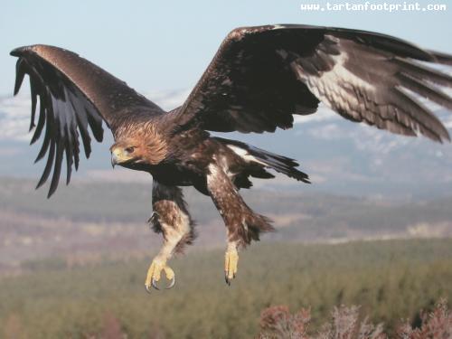 Golden_Eagle_Scottish_Highlands__Wallpaper_wuuuf