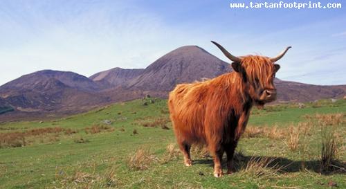 Sightseeing in the Highlands of Scotland