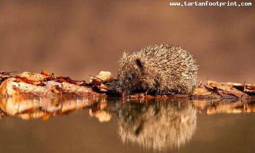 Scottish-Wildlife-Hedgehog-Reflection-Keith-Kirk