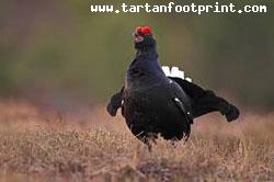 Black Grouse