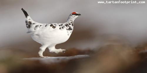 ptarmigan-0076-960x420