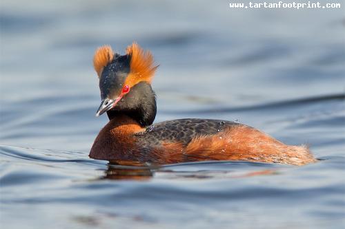 slavonian_grebe___breeding_plumage_by_jamie_macarthur-d4t44o3