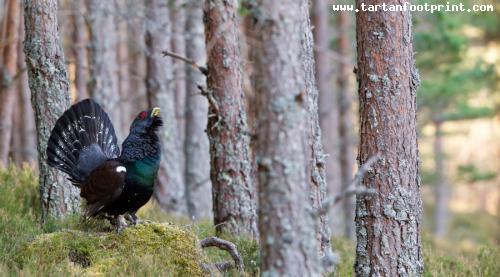 Capercaillie