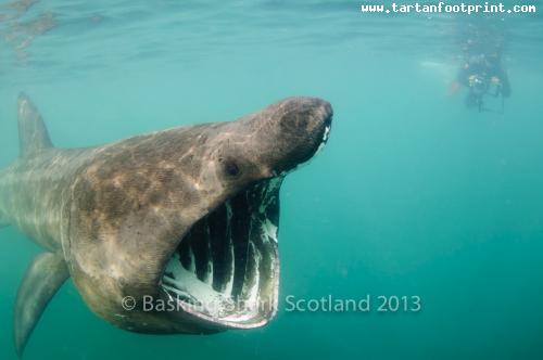 Basking-Shark-Swimmer.-Credit-Basking-Shark-Scotland