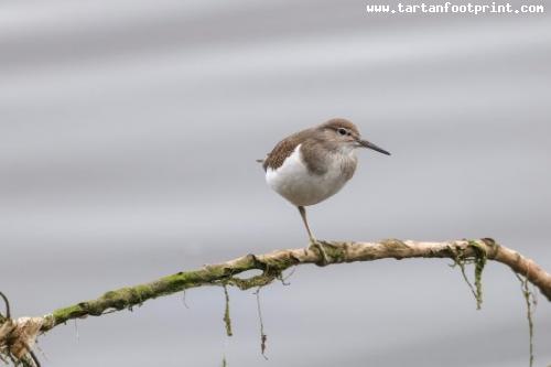 common-sandpiper-c-scottish