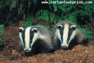 BadgerWildScotland251006-300x201